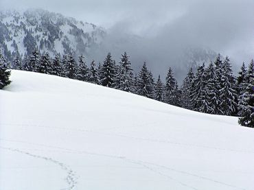 nuage-sapins-neige.jpg