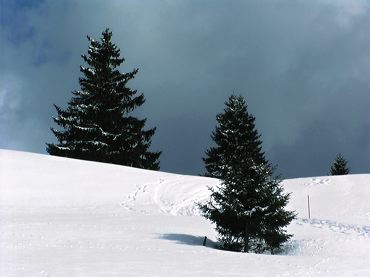 paysage-sapins-ski.jpg