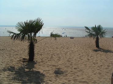 plage-palmiers.jpg